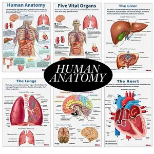 Human Anatomy Poster, 16pcs/set Science Posters, Educational Poster, Home Classroom Decorations, Wall Art for Home Living Room Bedroom