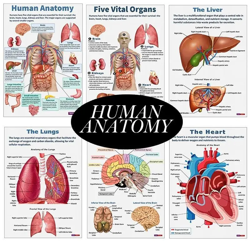 Human Anatomy Poster, 16pcs/set Science Posters, Educational Poster, Home Classroom Decorations, Wall Art, Artwork for Home Living Room Bedroom