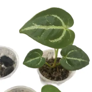 Anthurium 'Storm' Ace of Spades x Black Crystal Hybrid - Rare Collectible Plant