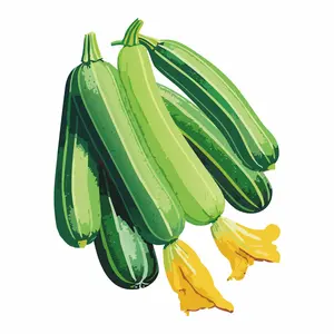 Cocozelle Summer Squash Cocozelle Summer Squash