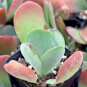 4” Kalanchoe luciae - Paddle Plant succulent
