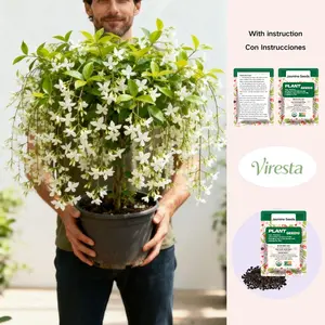 100 Climbing Jasmine Flower Seeds Fragrant Plant for Planting Garden Home Four Seasons Evergreen Silver Jasmine Garden Balcony Climbing Flower Non-GMO Heirloom Seeds All Seasons Fragrant Flower Seeds