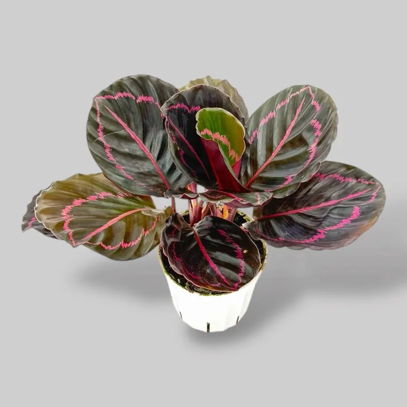 Calathea Dottie, 4 Inch Pot, Live Plant
