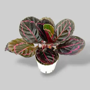 Calathea Dottie, 4 Inch Pot, Live Plant
