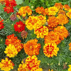 500 Pcs Marigold Seeds – Garden Must-Have! Easy to Grow, Bloom All Summer with Bright Golden Flowers