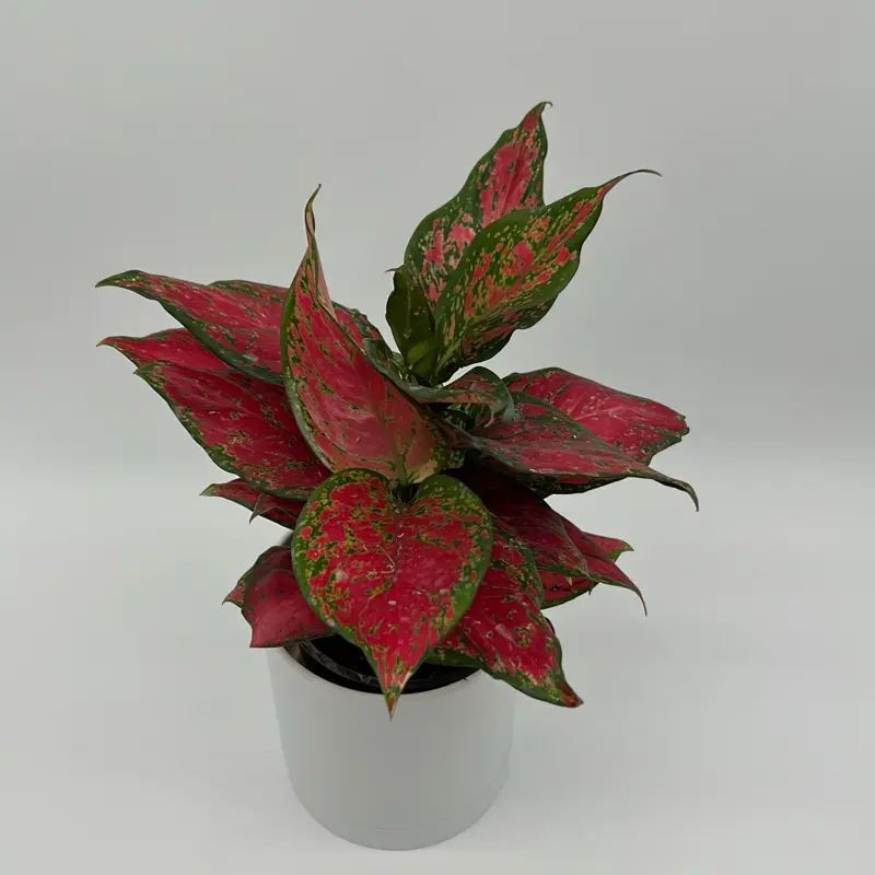 Aglaonema Ruby Ray 5" Pot Rare House Plant - Perfect for Beginners & Indoor  Home Decoration - Thrives in Medium Light & Well-Draining Soil - TikTok Shop
