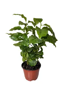 Arabica Coffee Plant - Indoor Tropical Plant - Easy Care - Container Growing - Organic Gardening - Easy to Grow Houseplants