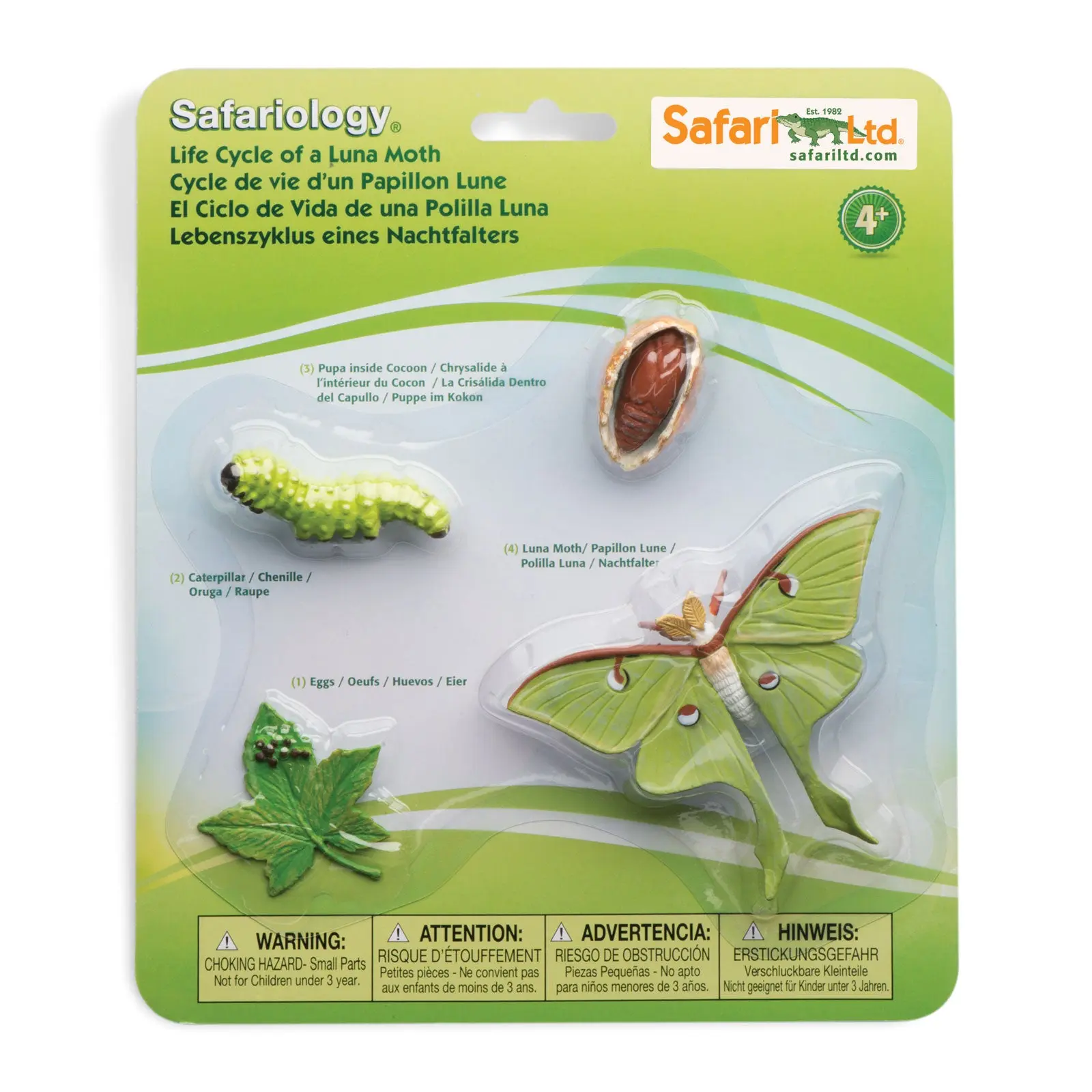 Life Cycle of a Luna Moth