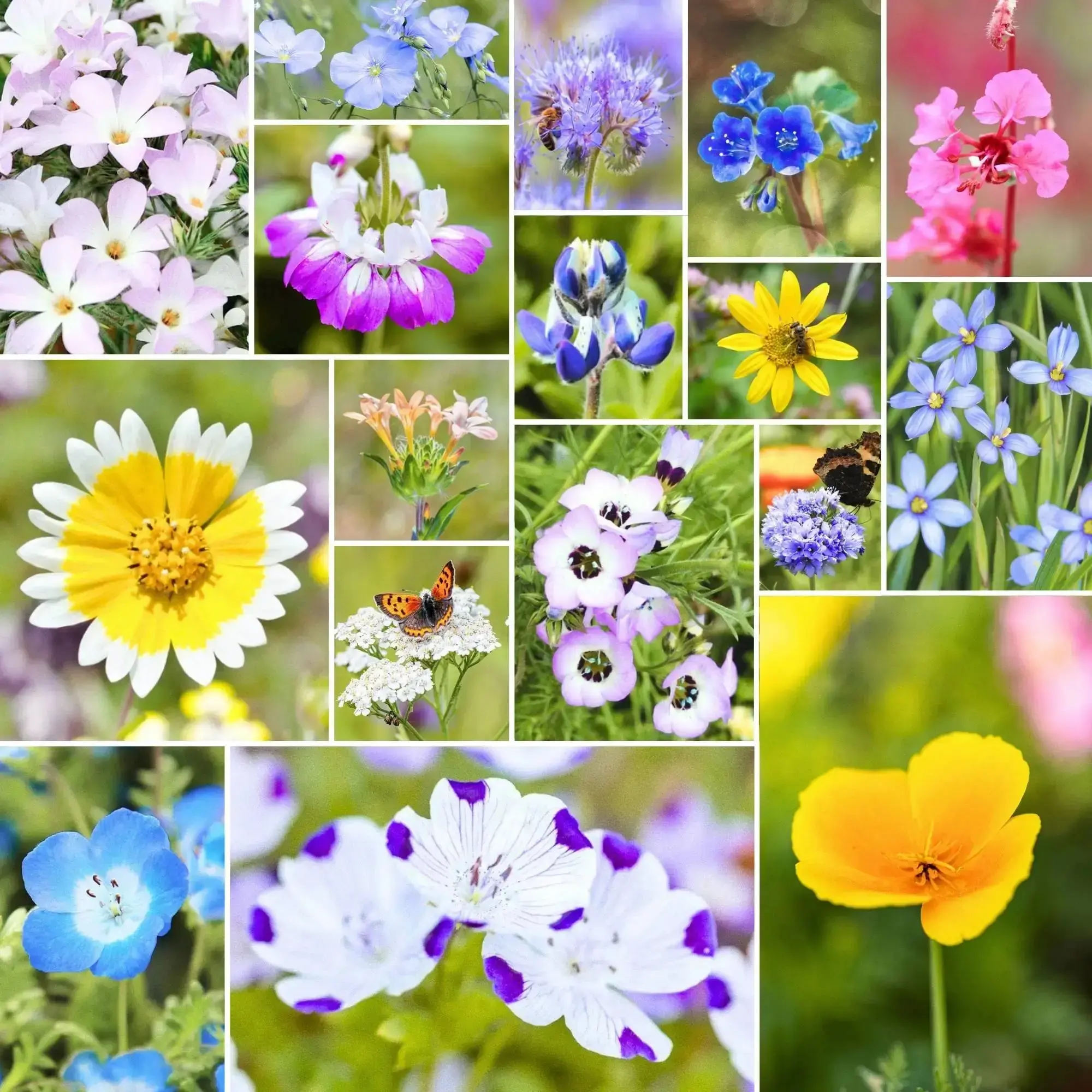 California Bloom – Native Wildflower Mix