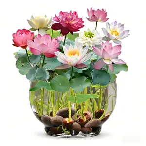 20 Mixed Lotus Seeds - Reliable germination, easy to plant for use in flower pots and ponds