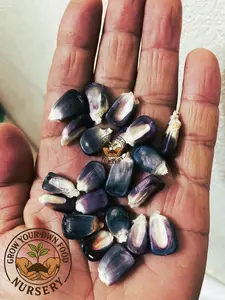 Mexican Blue Corn Vegetable Plant Seeds - 50 Open-Pollinated, Heirloom, Non-GMO Seeds for Garden Use (Semilla de Maiz Azul), Vegetable Seeds