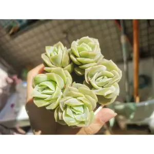 2"Live Succulent (Echeveria Lovely rose)
