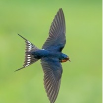 Swallows storge