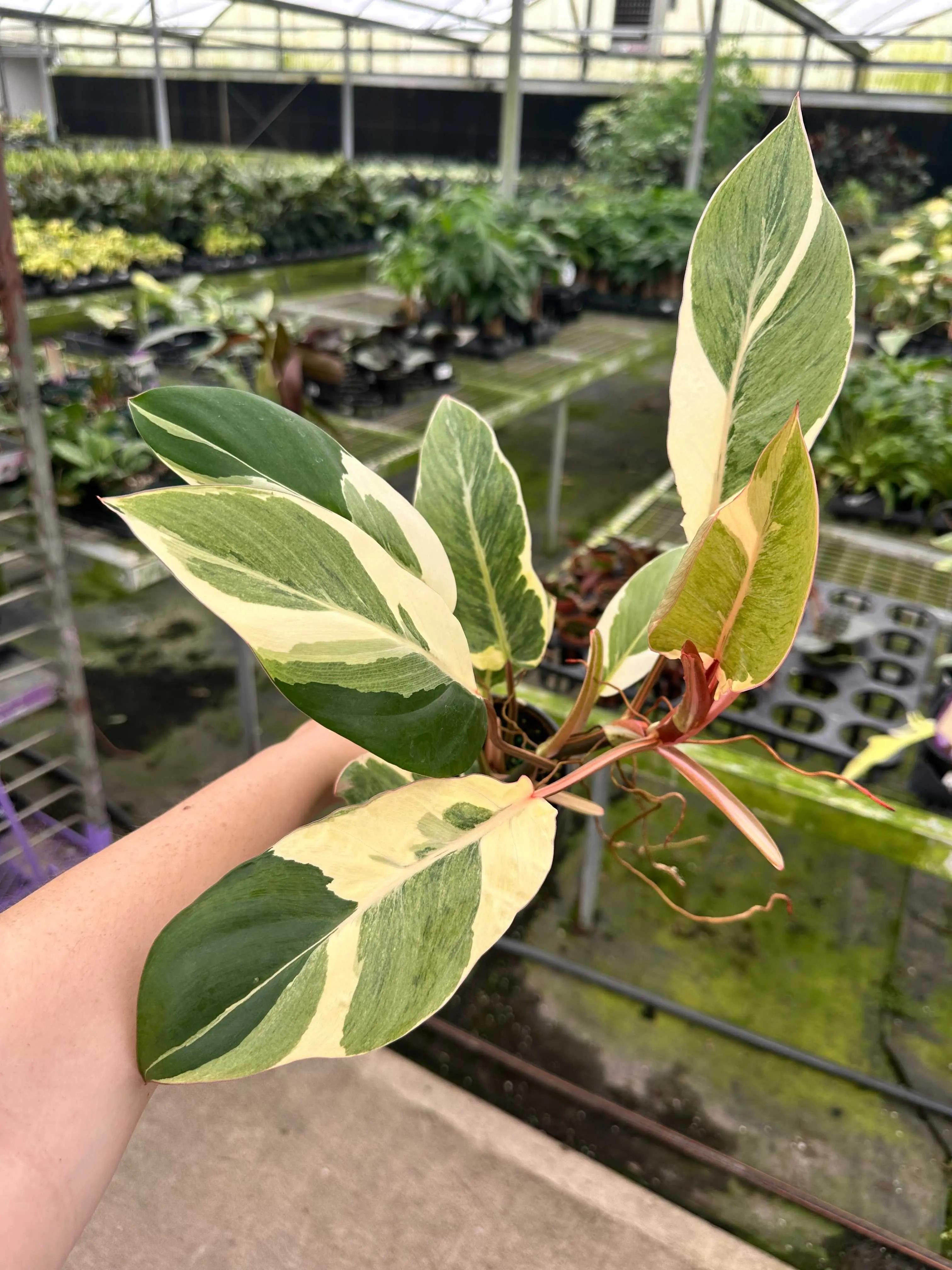 Philodendron shady lady - 4" pot