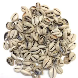 Hand of open cowry shells 21 pieces Caracoles Abiertos Mano 21 Pieza