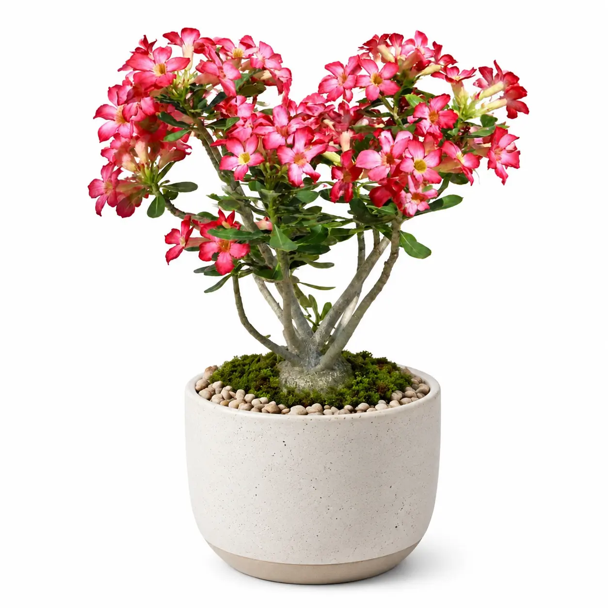 Live Desert Rose (Adenium Obesum) Plant - Rare Flowering Succulent Bonsai, Low-Maintenance Decorative Full Sun Indoor/Outdoor Houseplant for Beginners, Drought-Tolerant Home & Patio Decor