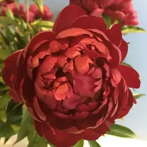 PEONY, Benjamín Franklin (Bareroots Plant) 3-4 Eyes, Perennial Shrub.