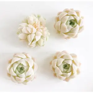 Echeveria White Elegans sp. (mini succulent) - April Farm/Rare Succulents