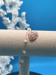 Seashell Serenade Bracelet