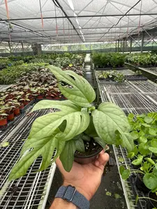 Amydrium 'Silver' - Silver Surfer: Rare Spiderman Monstera Plant