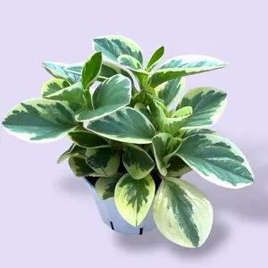 Peperomia Bicolor 4” - Pet Safe House Plant
