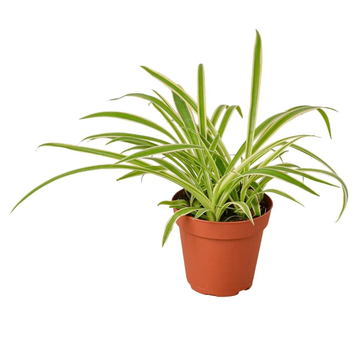 212 MAIN Reverse Spider Plant (Chlorophytum Comosum) - 4 in. Pot House Plant, Easy-to-Grow Low-Maintenance Adaptable for Indoor Decor & Container Gardening, House Plants