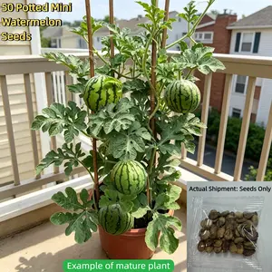 50 Heirloom Mini Watermelon Seeds, Fast-Growing, Sweet Thin Rind, Small Space Friendly, Balcony, Patio, Garden, Beginner Friendly