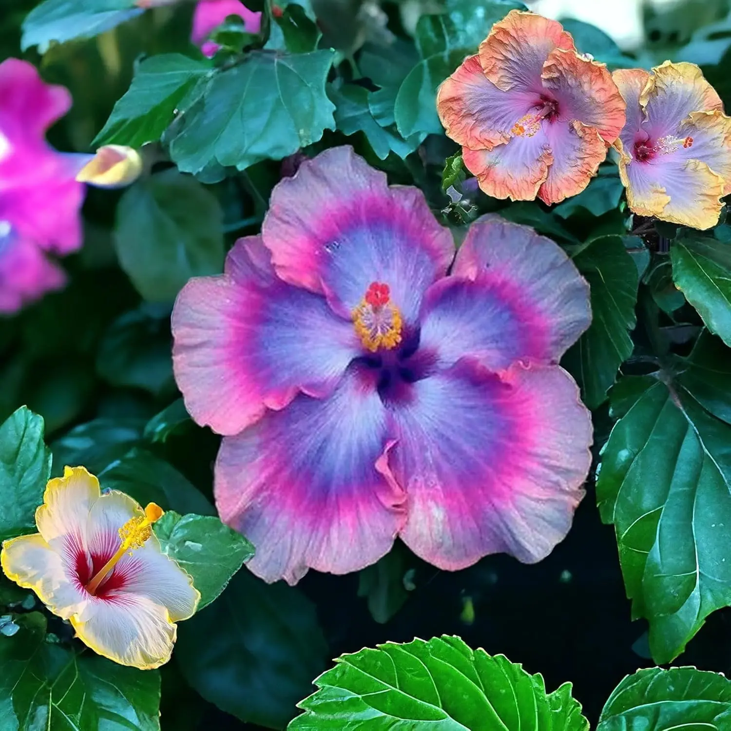 1000+ PCS Mixed Giant Hibiscus Seeds for Planting Flowers Perennial Outdoor Home Garden Non-GMO Easy to Grow Tropical Beauty