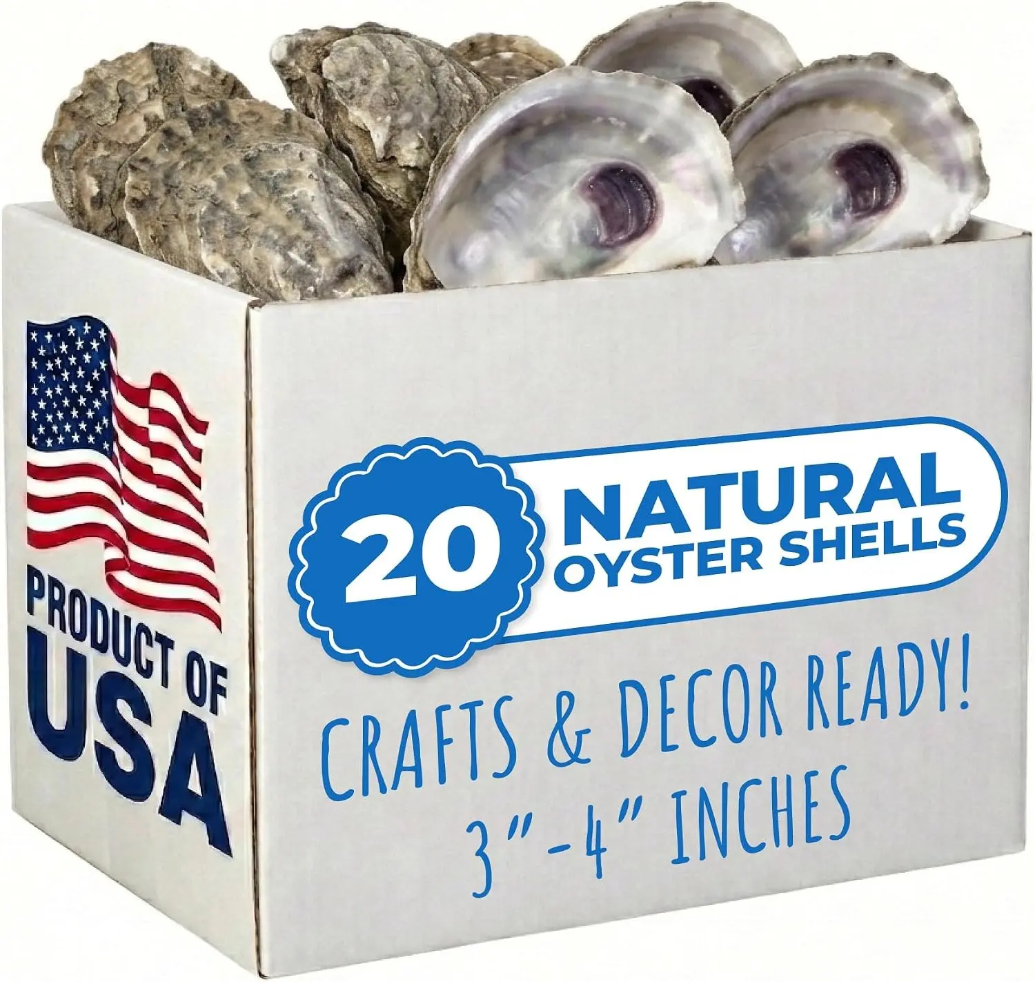 20pcs Large 3" to 4" Real Oyster Shells for Crafts Decoupage Christmas Ornaments Wreaths Wedding Beach Decor Farmed in USA
