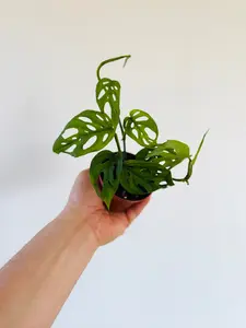 Monstera Esqueleto - Rare Aroid - 3" Pot