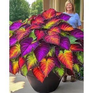 800 Pcs Mixed Flower Seeds for Planting, Assorted Garden Flower Seed Mix for Outdoor Growing, Seeds Only, Not Live Plants
