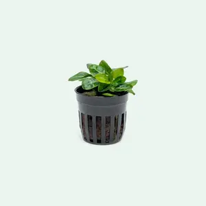 Anubias Stardust Mini Easy Aquarium Plant, Beginner Live Aquatic Plants, Low Light Plants for Fish Tank Decor