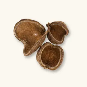 Natural Sterculia Pods (1c/3c) "Jungle Pods" by Betta Botanicals for Shrimp Tanks & Betta Tanks