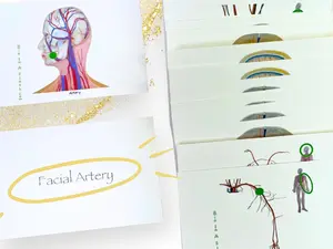 Blood Vessels Anatomy Flashcards