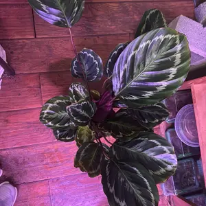 Calathea medallion