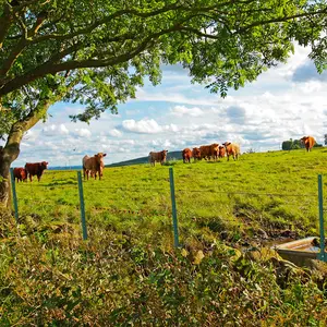 8-Pack 5ft Steel Fence Stakes – U-Channel Metal Posts, Heavy Duty No-Dig for Garden, Yard, Farm & Outdoor Wire Fencing