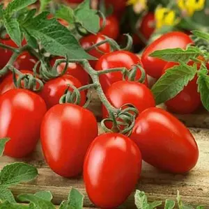 100+ Roma Heirloom Tomato seeds Fresh Vegetable garden seeds USA