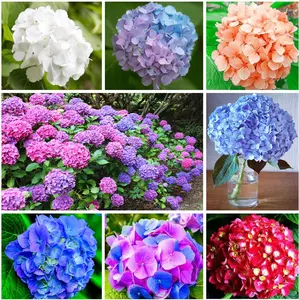 50 Pcs  Mixed  Hydrangea Seeds for Planting, Hydrangea macrophylla Giant Snowball Hydrangea Fast Growing Shrub, Flower Plant Wedding