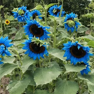 50pcs Bright Blue Sunflower Seeds | Dwarf Variety for Colorful Home & Garden Decor