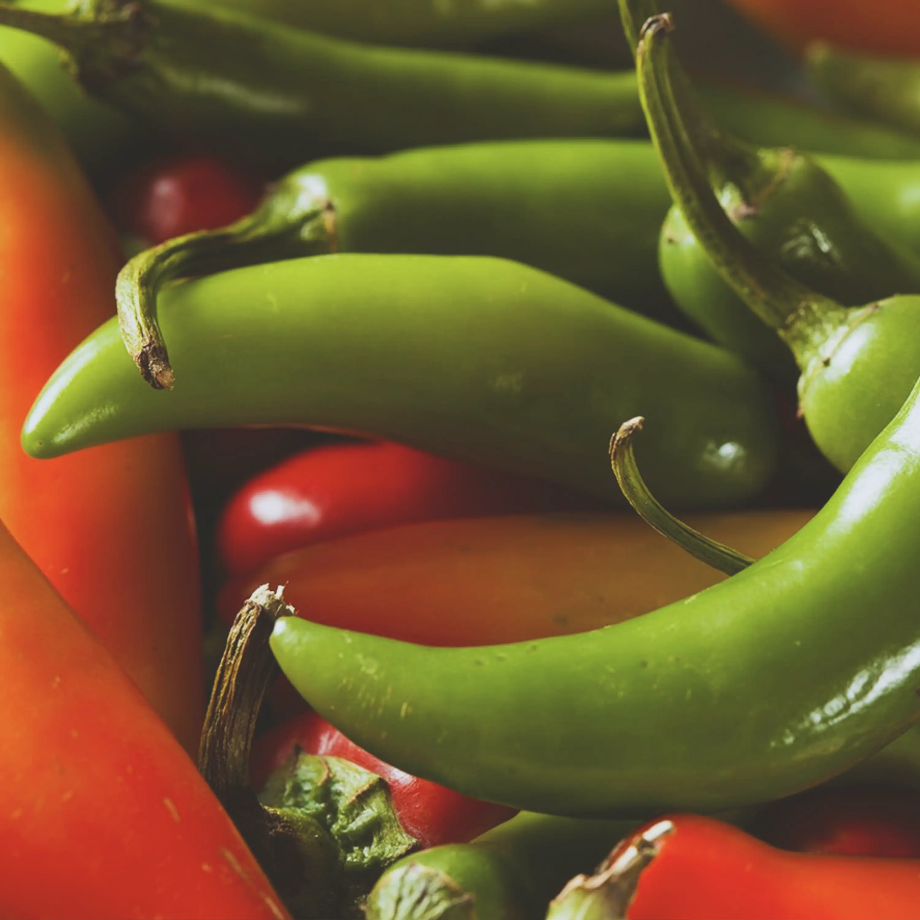 Heirloom Serrano Hot Pepper Seeds - Organic and Regenerative Gardening Seeds