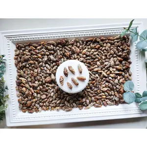 Spiral Fossil || Morocco