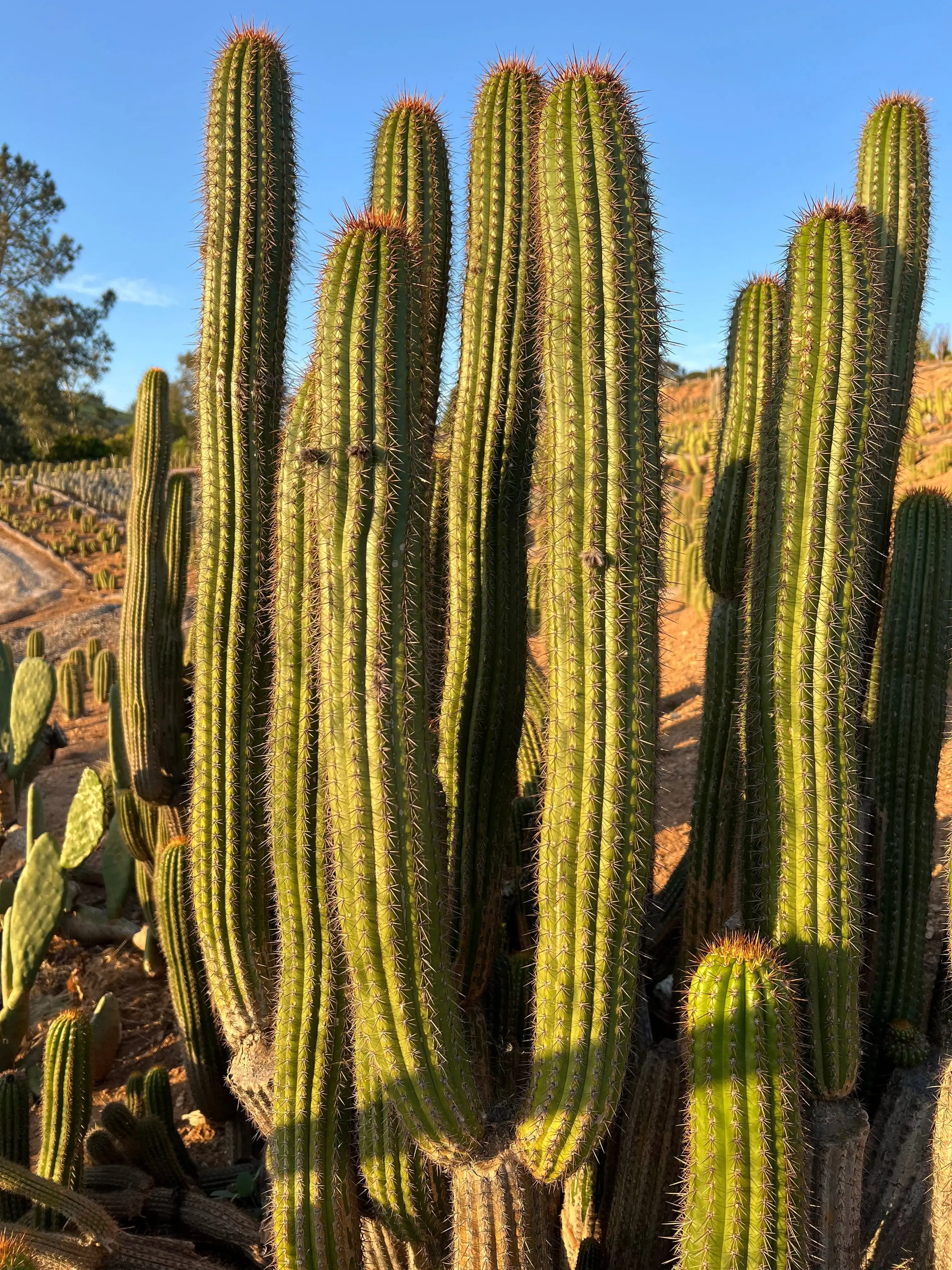 Golden Torch Cactus - Echinopsis Spachiana