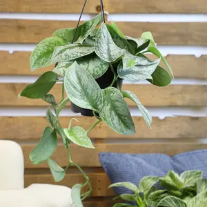Scindapsus Hanging Basket: Tropical Vine with Silver Variegation - (6” Pot) – Easy Plants – Satin Pothos – Scindapsus Pictus - Popular Air Purifying Houseplants & Indoor Plants
