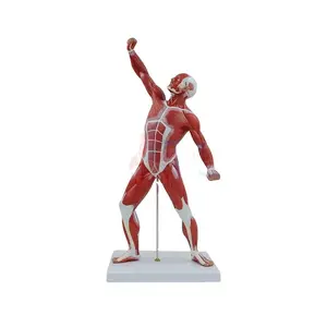 50cm Muscular Figure Anatomy Model: Human Muscle Model