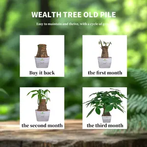 Money Tree for Home and Office – Low Maintenance, Beginner-Friendly, Brings Prosperity