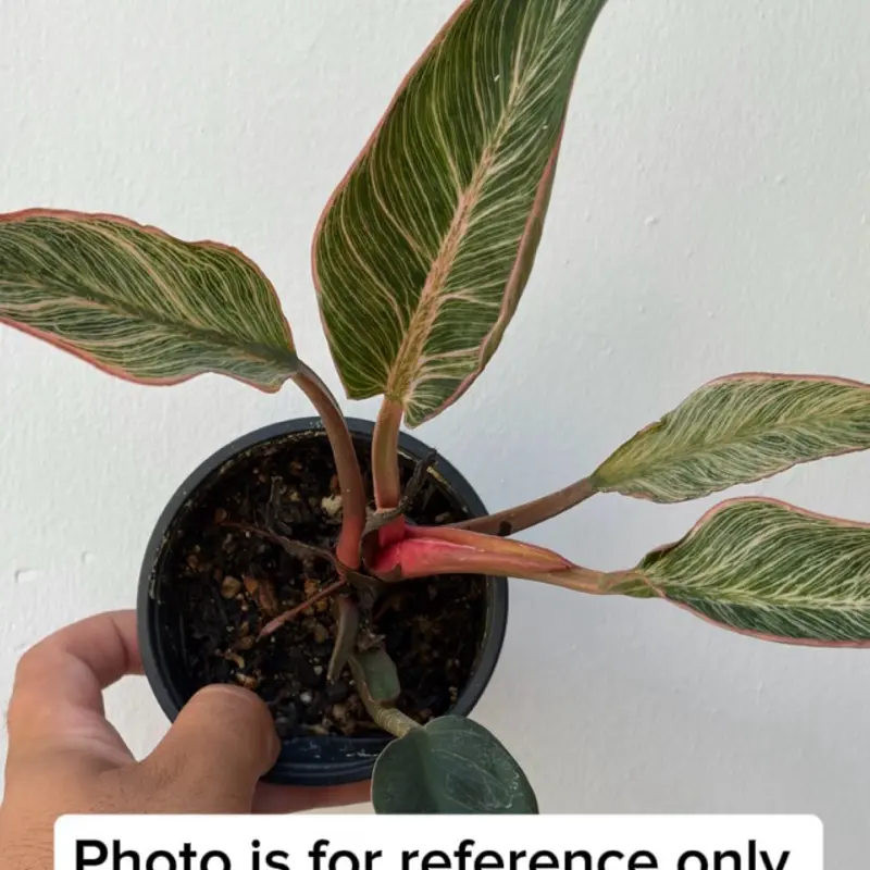 Philodendron Birkin Multicolor Tissue Culture | Grower’s Choice