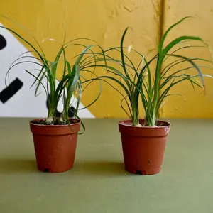 Mini Ponytail Palm Tree - 2in, Compact Size, Ideal for Indoor Use, Versatile live Plant mini plant
