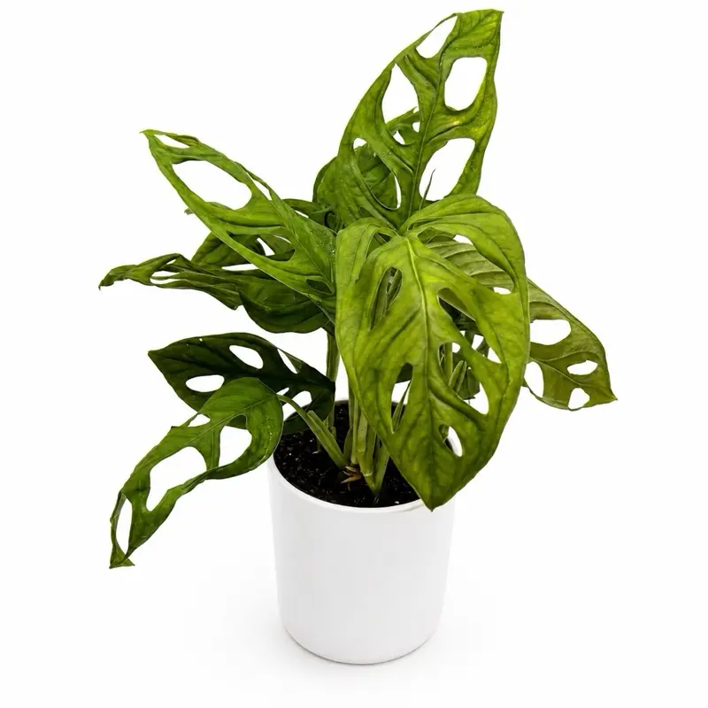 Monstera esqueleto 6” Pot – Rare Fenestrated Monstera | Climbing Tropical Houseplant | Collector Indoor Plant