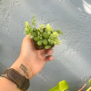2” String of Turtles - Peperomia Prostrata