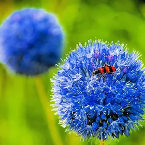 Blue Allium Bulbs for Planting - Allium "Azureum" Caeruleum
